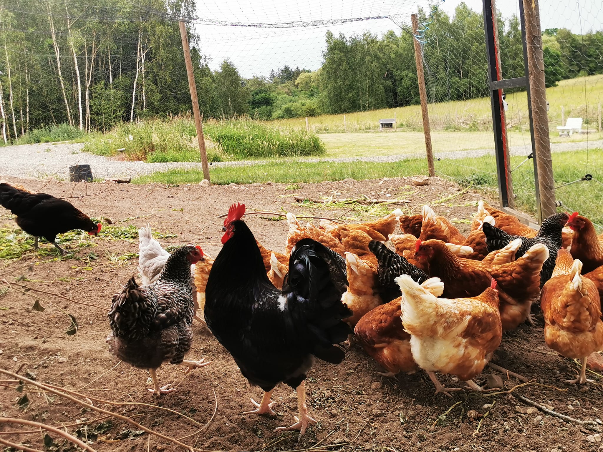 Fritgående høns