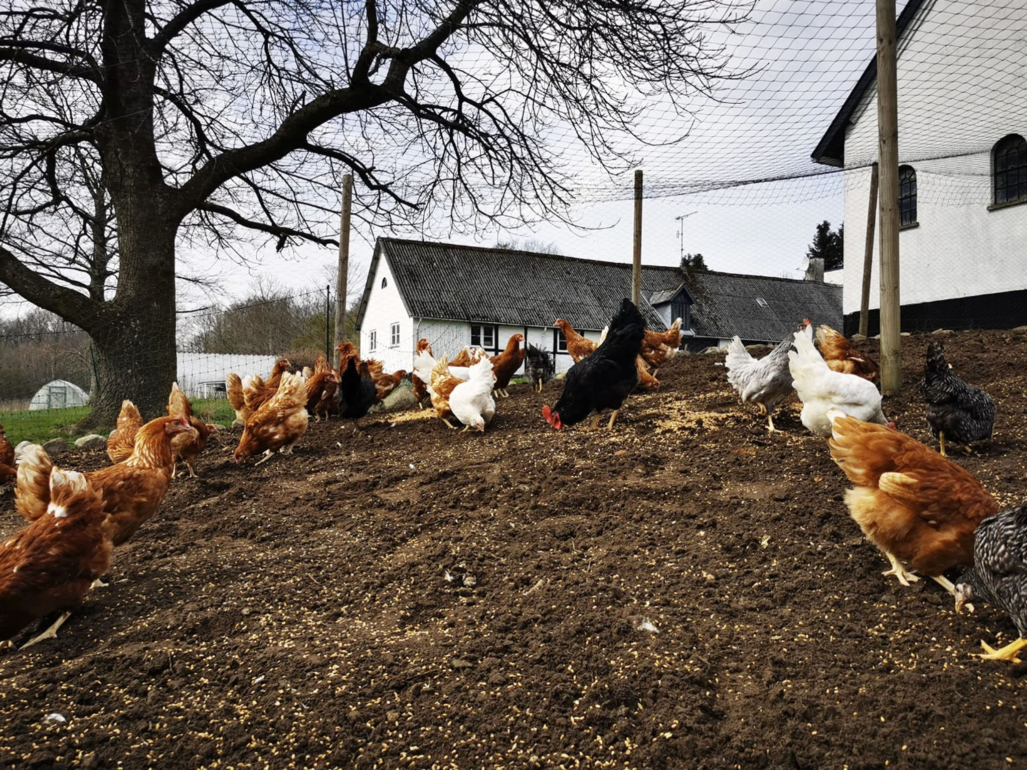 fritgående høns ved Tokkekøbgaard i Hørsholm