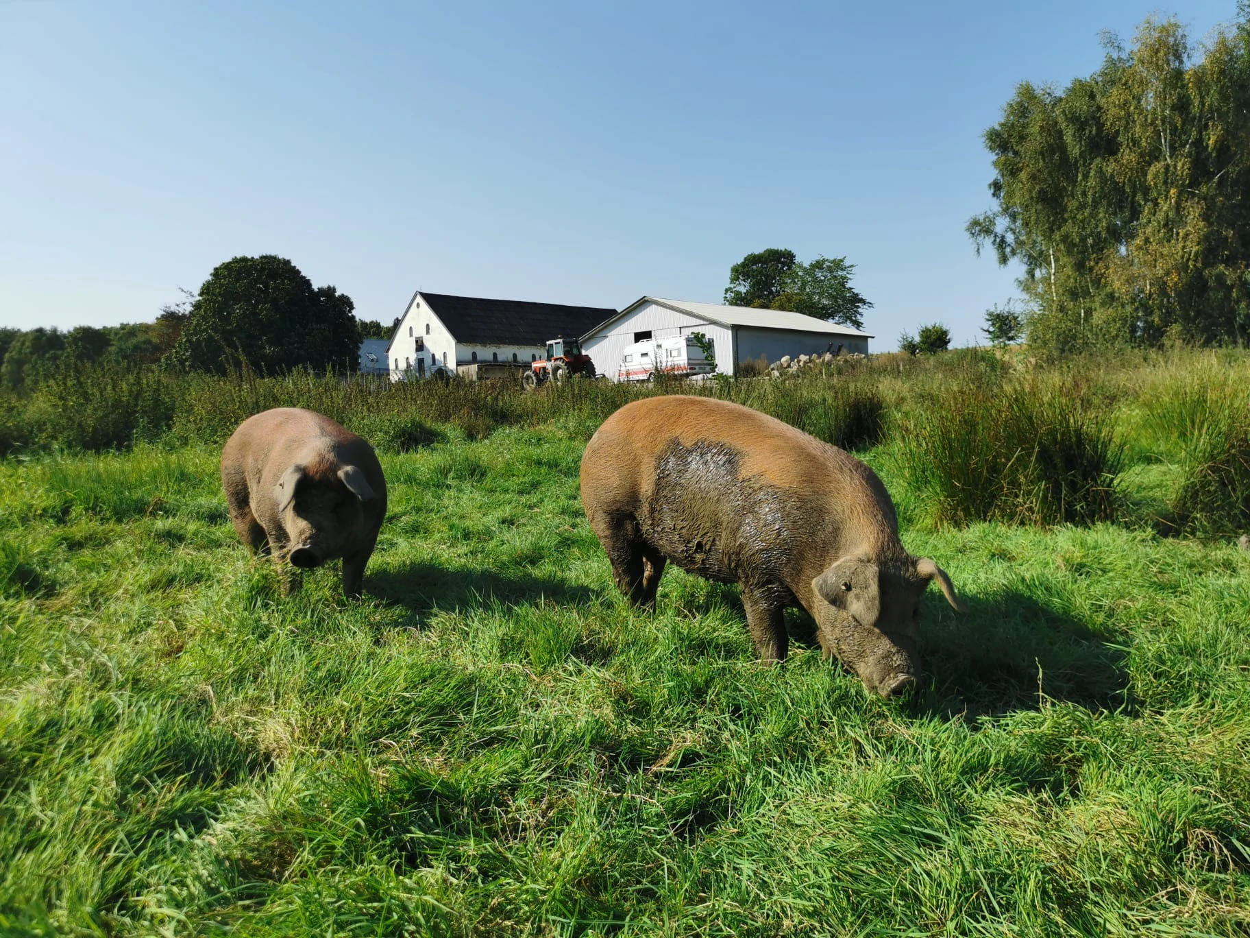 Fritgående grise ved Tokkekøbgaard